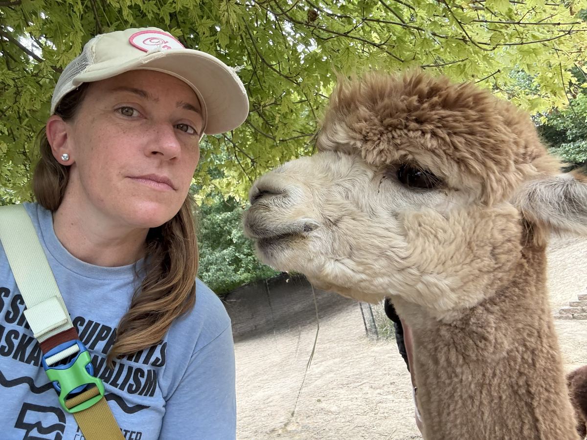 Face to face with an alpaca