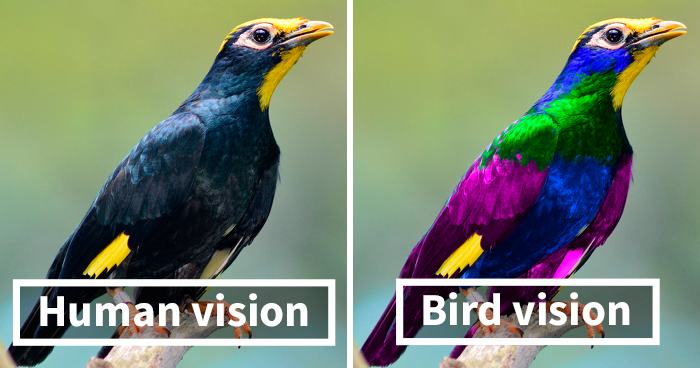 Image from “Bird Collision Deterrence”