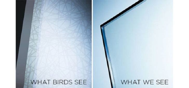 Image from “Bird Collision Deterrence”