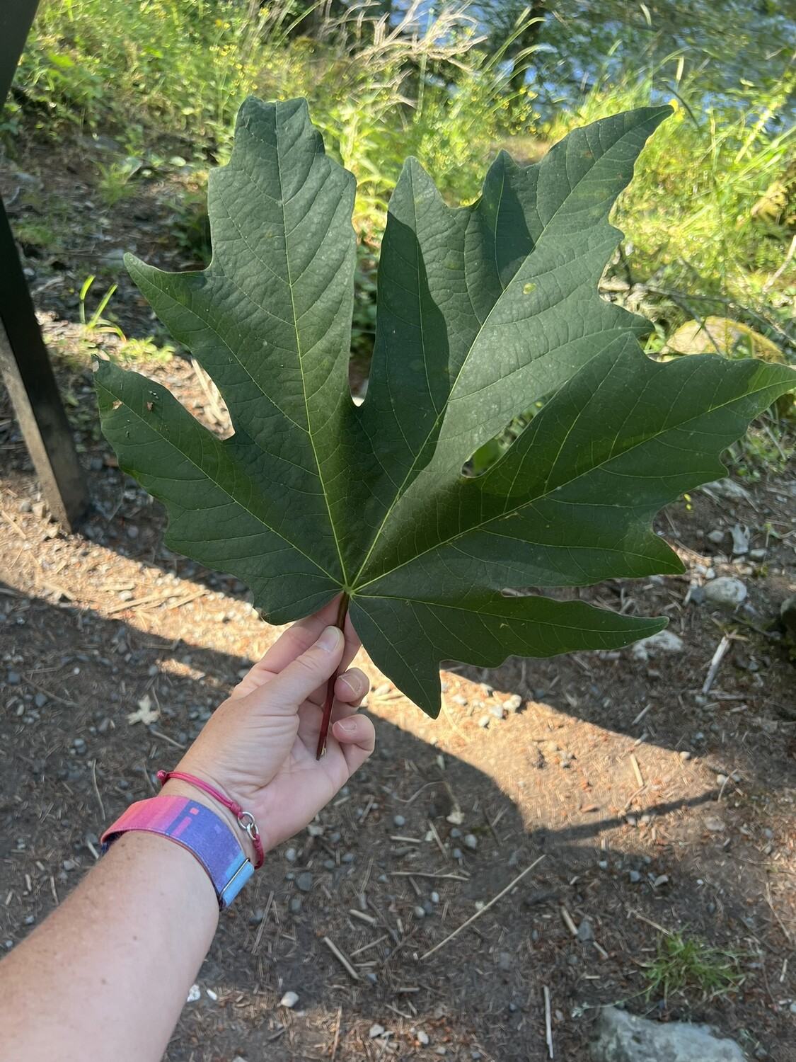 The very appropriately named "Big Leaf Maple" at Olallie State Park