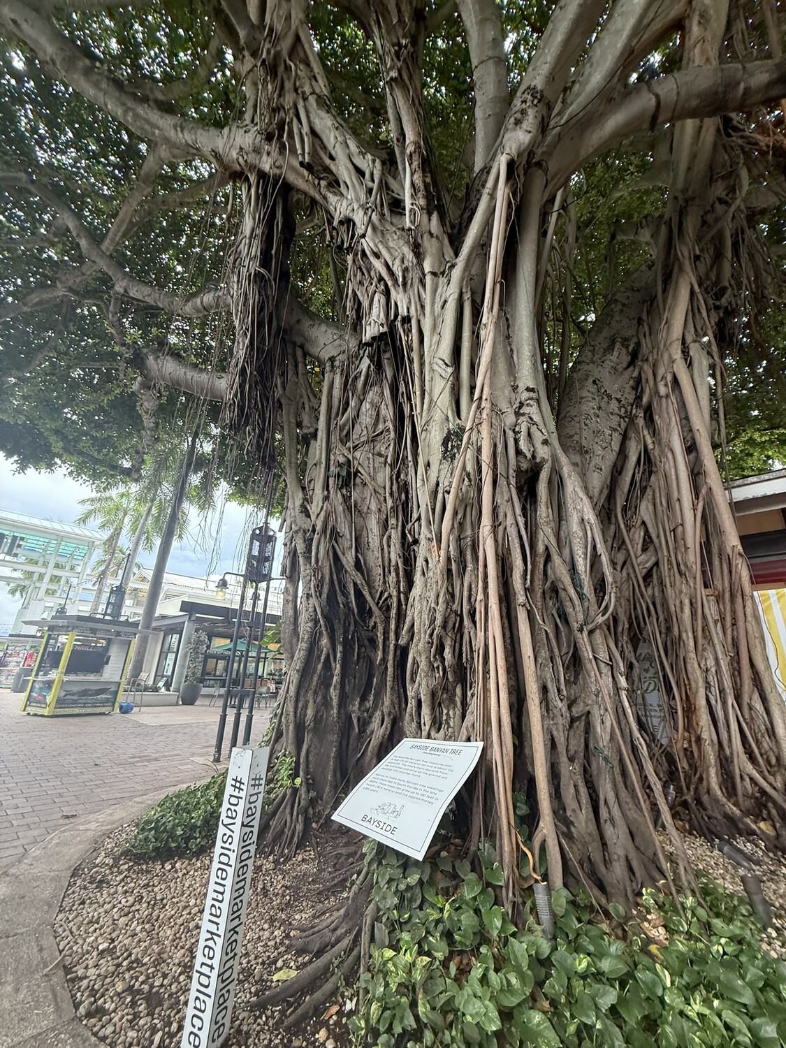 The Bayside Banyan tree measures > 75 feet tall and is about 110 years old (meaning by Banyan standards it's still a baby).